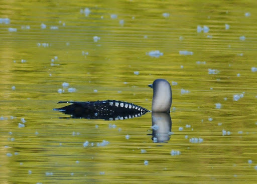 Pacific Loon