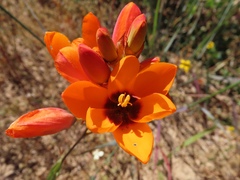 Ixia calendulacea