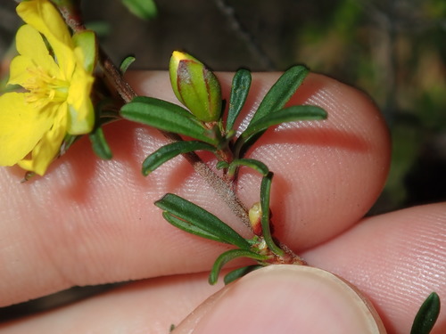 Image of Hibbertia monogyna by (c) Thomas Mesaglio, some rights reserved (CC BY)