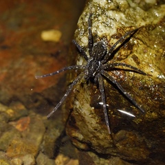 Dolomedes briangreenei
