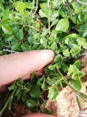 Chascanum cuneifolium