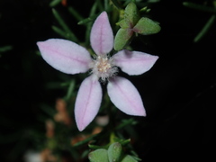 Philotheca salsolifolia