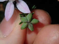 Philotheca salsolifolia