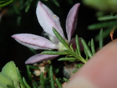 Philotheca salsolifolia