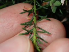 Philotheca salsolifolia