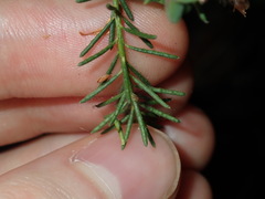 Philotheca salsolifolia