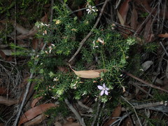 Philotheca salsolifolia