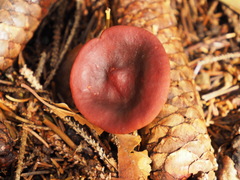 Lactarius badiosanguineus