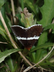 Buzara frontinus