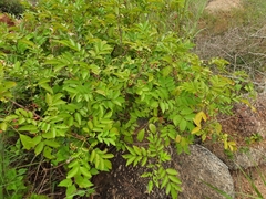 Cipadessa baccifera