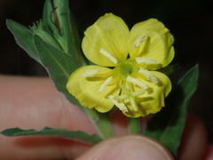 Oenothera mollissima