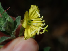 Oenothera mollissima