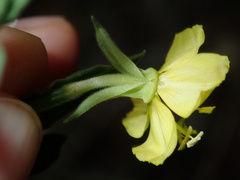Oenothera mollissima