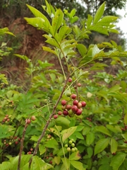 Cipadessa baccifera