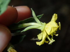 Oenothera mollissima