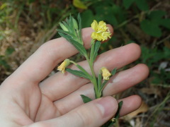 Oenothera mollissima