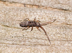 Paronellides