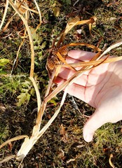 Sparganium glomeratum