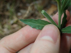 Oenothera mollissima