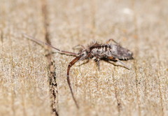 Paronellides