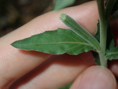 Oenothera mollissima