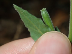 Oenothera mollissima