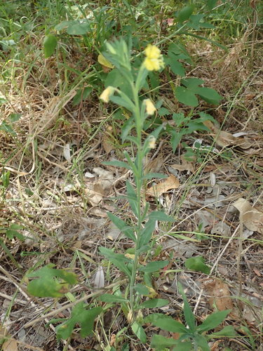 Image of Oenothera mollissima by (c) Thomas Mesaglio, some rights reserved (CC BY)