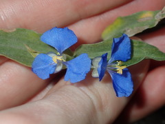 Commelina cyanea