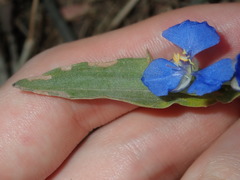 Commelina cyanea