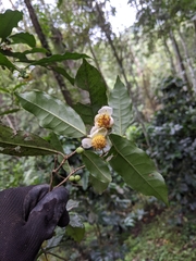 Camellia sinensis