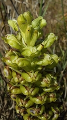 Pterygodium inversum