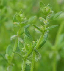 Galium murale