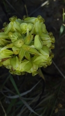 Pterygodium inversum