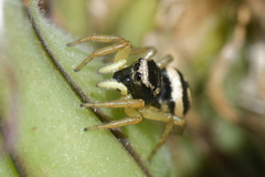 Heliophanus melinus