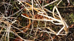 Sparganium glomeratum