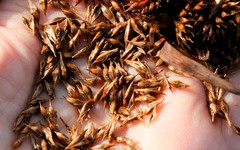 Sparganium glomeratum