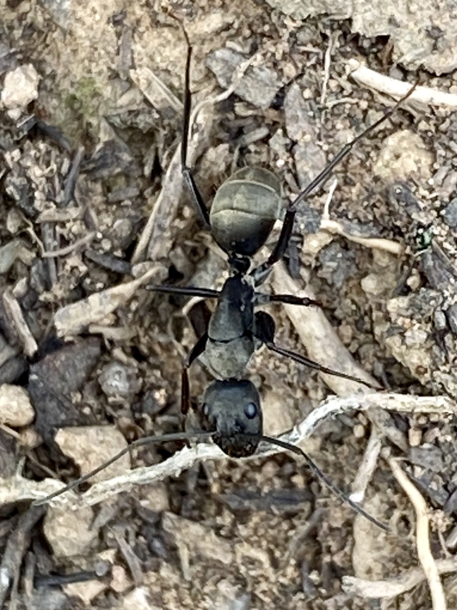 Camponotus pseudolendus