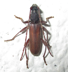 Margites deroliformis