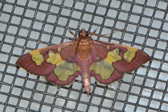 Colomychus talis
