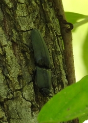 Chalcolepidius viridipilis