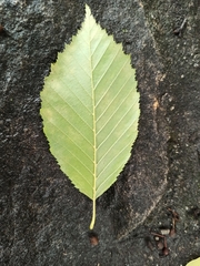 Carpinus betulus