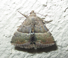 Eublemma bolinia