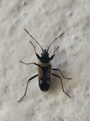Raglius confusus