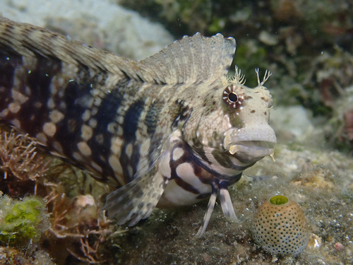 Salarias fasciatus (Bloch, 1786)