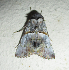 Thiacidas roseotincta