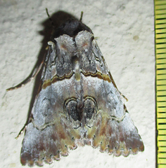 Thiacidas roseotincta