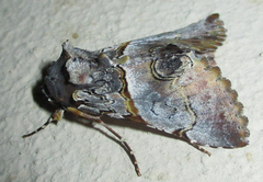 Thiacidas roseotincta