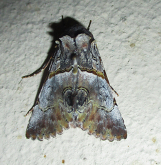 Thiacidas roseotincta
