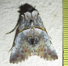 Thiacidas roseotincta