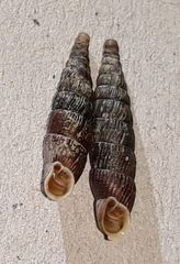 Macrogastra plicatula